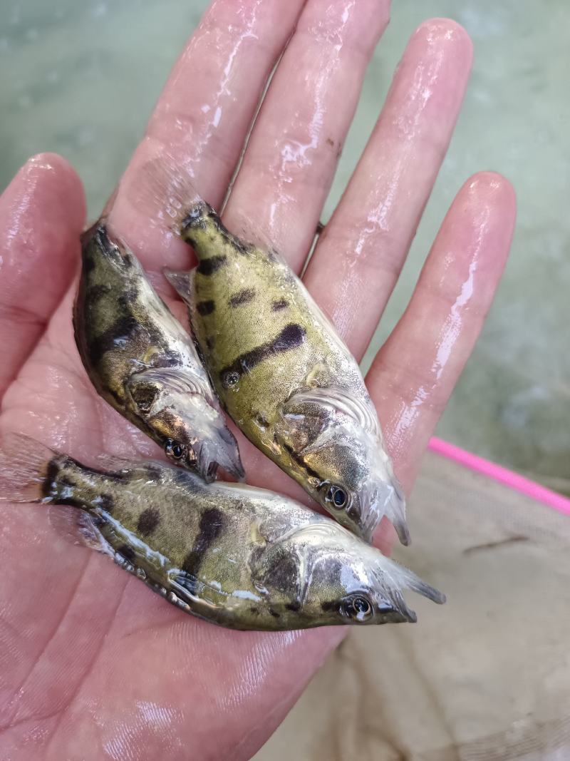 优质鳜鱼苗桂花苗肉食性鳌桂鱼公分苗寸苗、场地直销