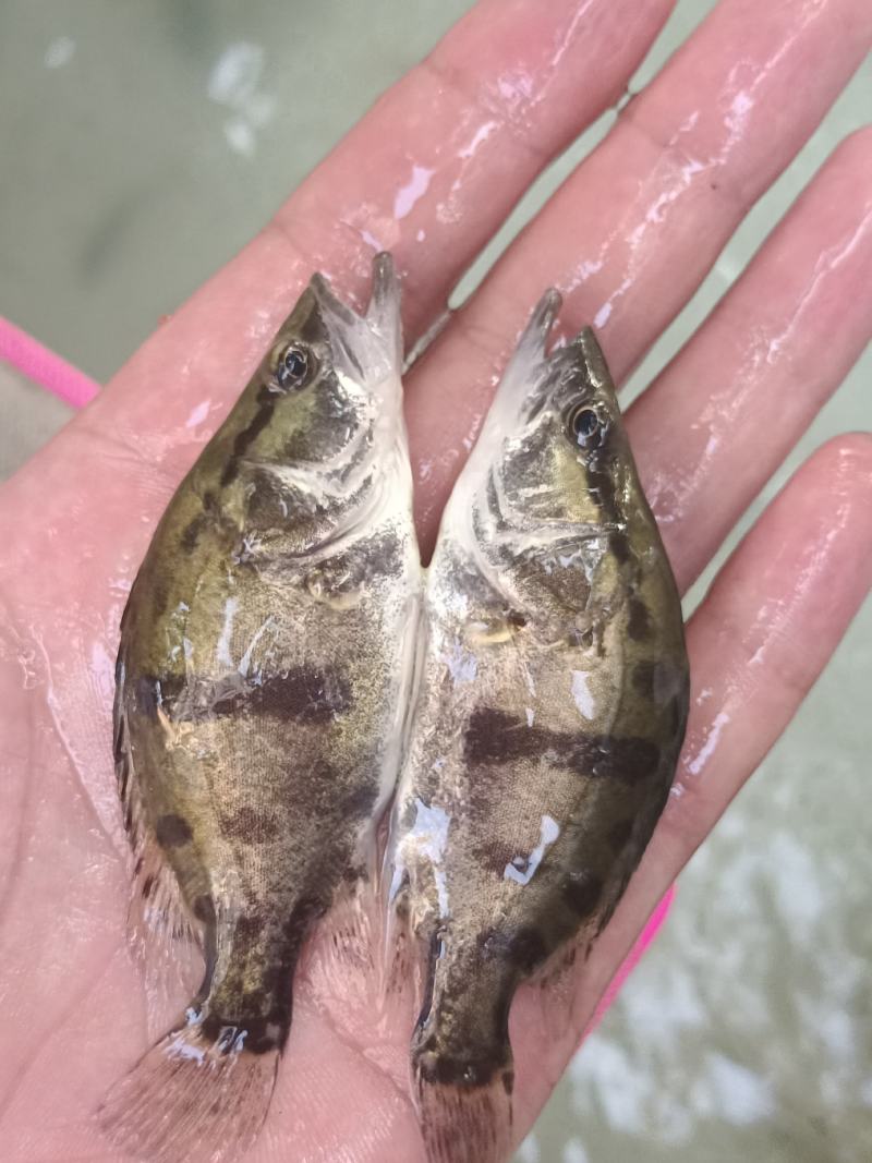优质鳜鱼苗桂花苗肉食性鳌桂鱼公分苗寸苗、场地直销