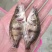优质鳜鱼苗桂花苗肉食性鳌桂鱼公分苗寸苗、场地直销