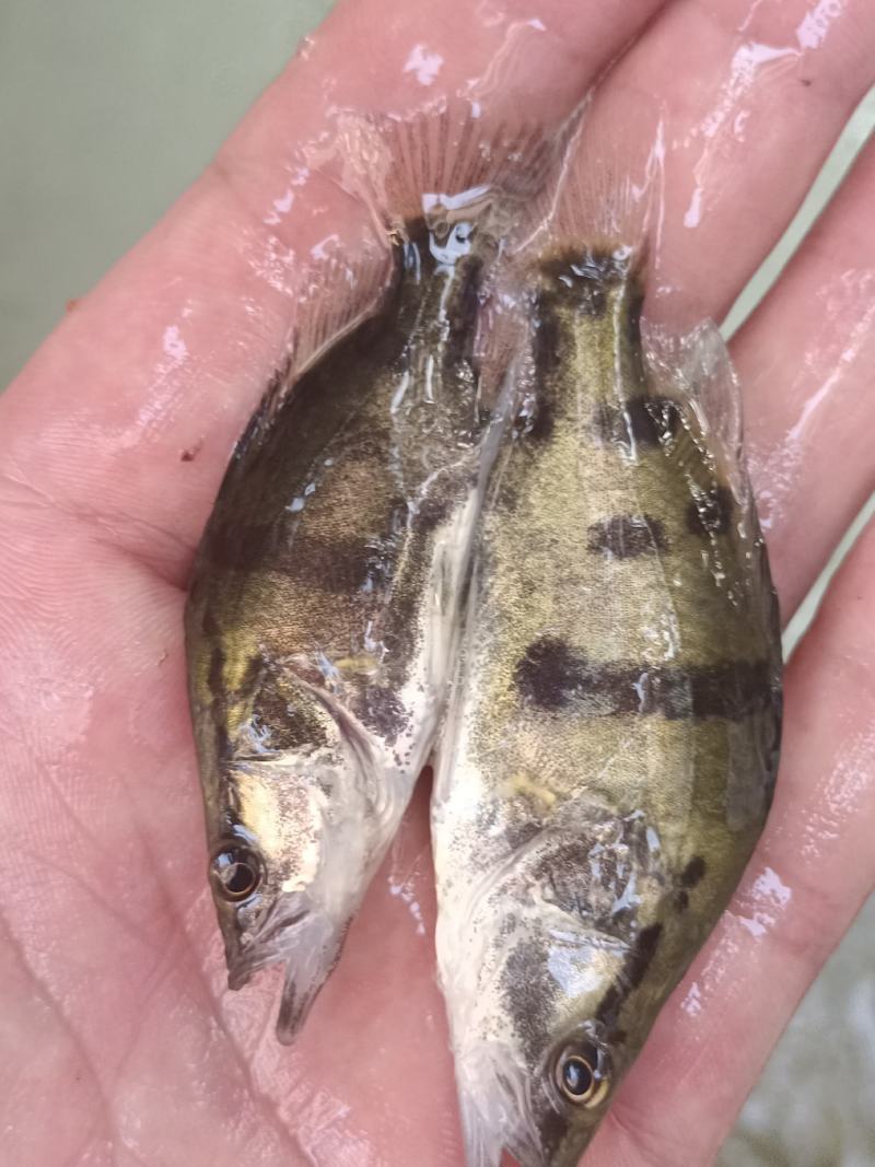 优质鳜鱼苗桂花苗肉食性鳌桂鱼公分苗寸苗、场地直销