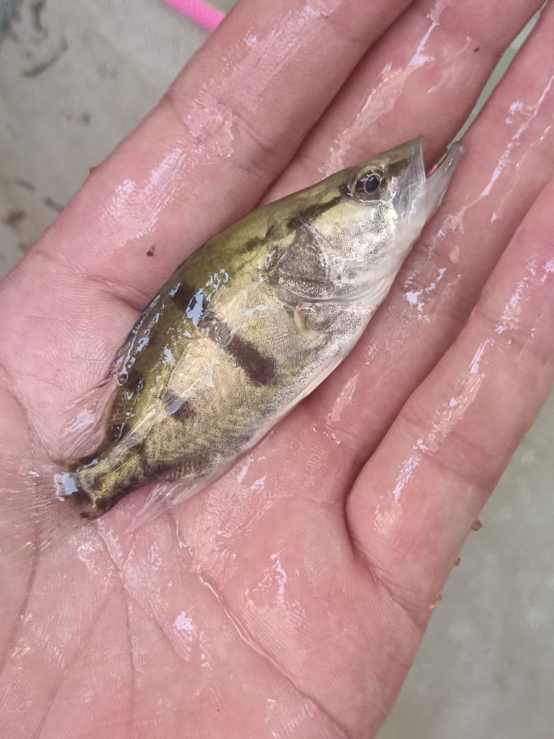 优质鳜鱼苗桂花苗肉食性鳌桂鱼公分苗寸苗、场地直销