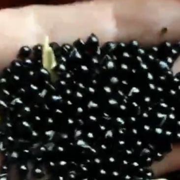 白鲜皮种子，八股牛种子