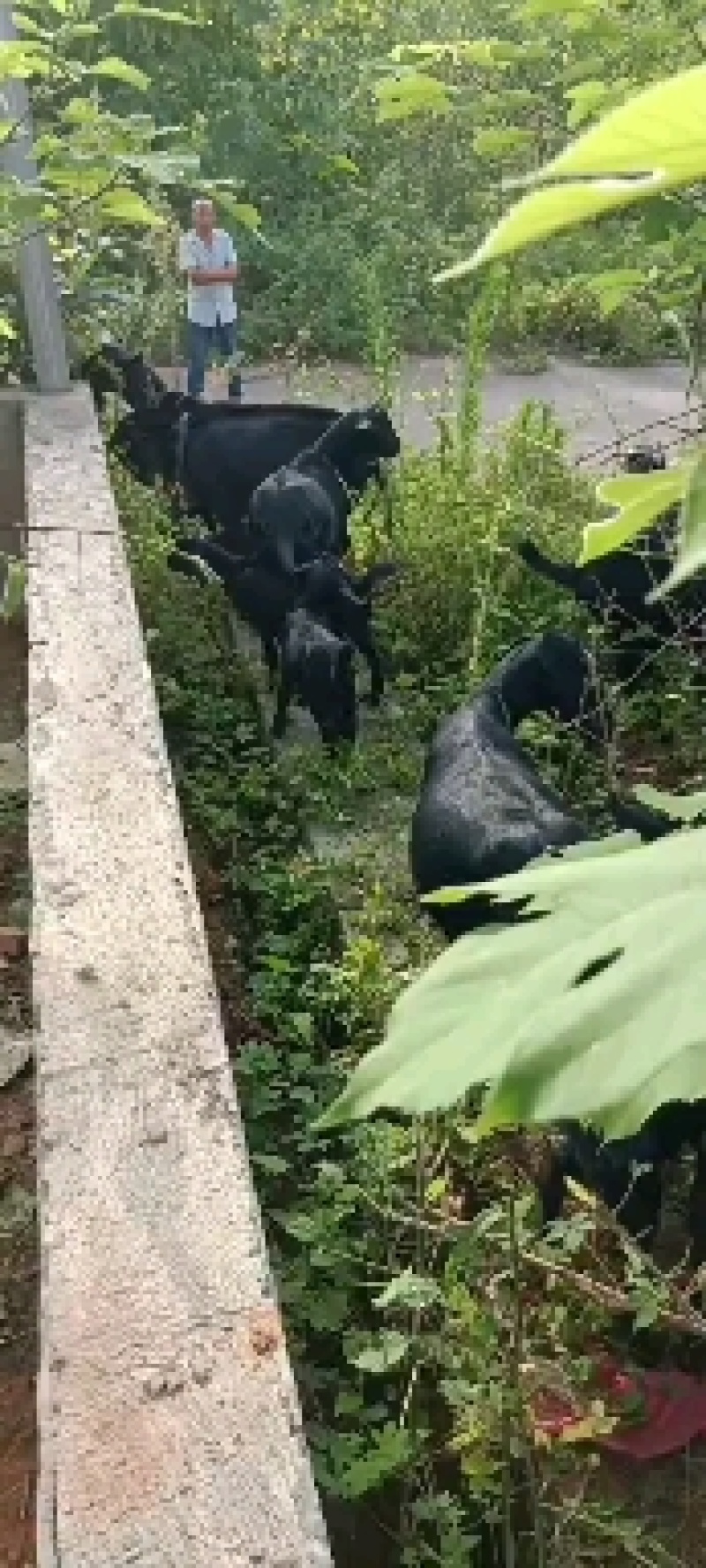 白羊子，美国大白山羊，麻羊，成都麻羊，黑山羊等山羊系列