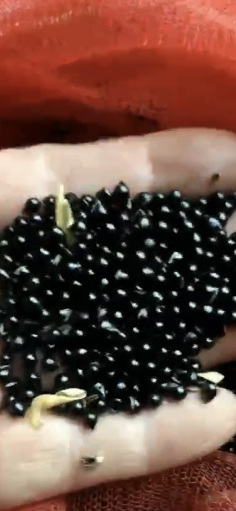 白鲜皮，辽宁当地大叶白鲜皮苗