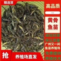 广州又一间鱼苗养殖场批发黄骨鱼苗全国各地