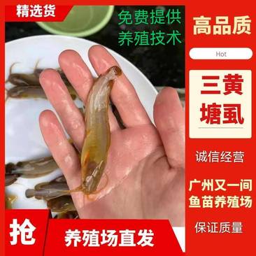 广州又一间鱼苗场批发本地三黄塘鲺鱼苗，塘角鱼，本地滑哥