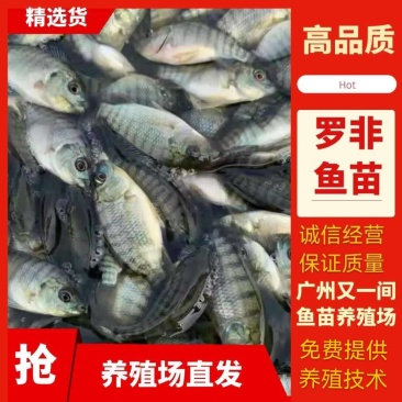 又一间鱼苗场批发苏丹罗非鱼苗，海南一号罗非鱼苗