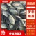 又一间鱼苗场批发苏丹罗非鱼苗，海南一号罗非鱼苗