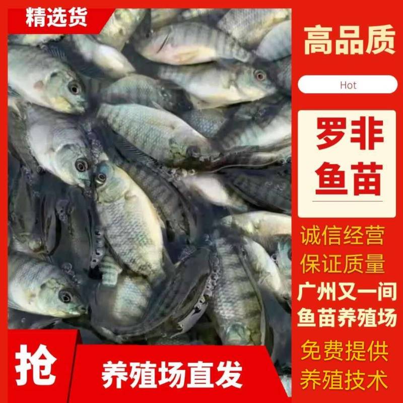 又一间鱼苗场批发苏丹罗非鱼苗，海南一号罗非鱼苗