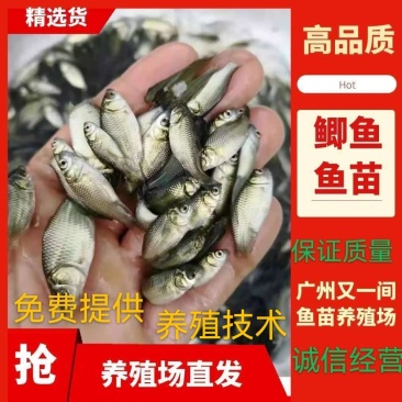 广州又一间鱼苗场批发中科五号鲫鱼，大种鲫鱼，湘云鲫鱼