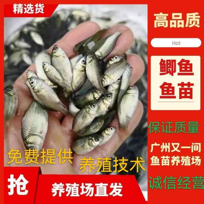 广州又一间鱼苗场批发中科五号鲫鱼，大种鲫鱼，湘云鲫鱼