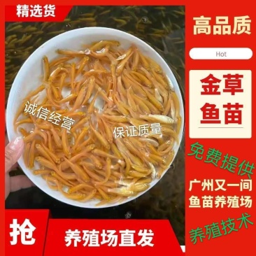 广州又一间鱼苗场批发金丝鲩苗，俄罗斯金草鱼苗，金草鱼苗