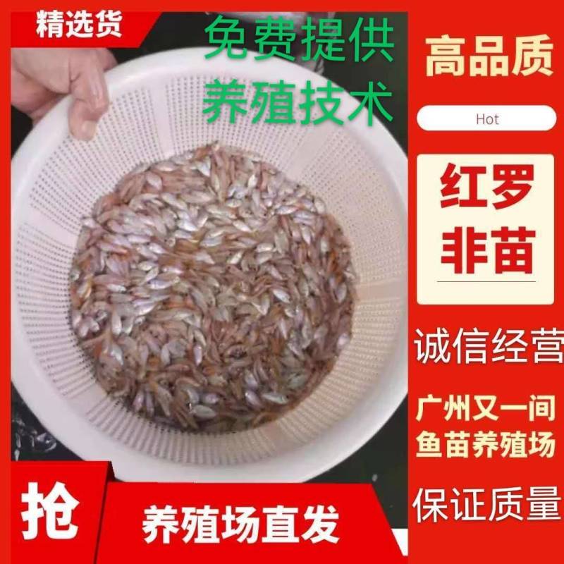 广州又一间鱼苗场批发彩虹鲷，豹纹鲷，金罗非，红罗非