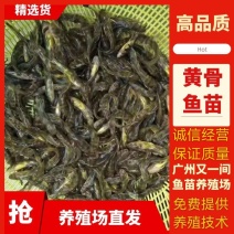 广州又一间鱼苗养殖场批发黄骨鱼苗全国各地