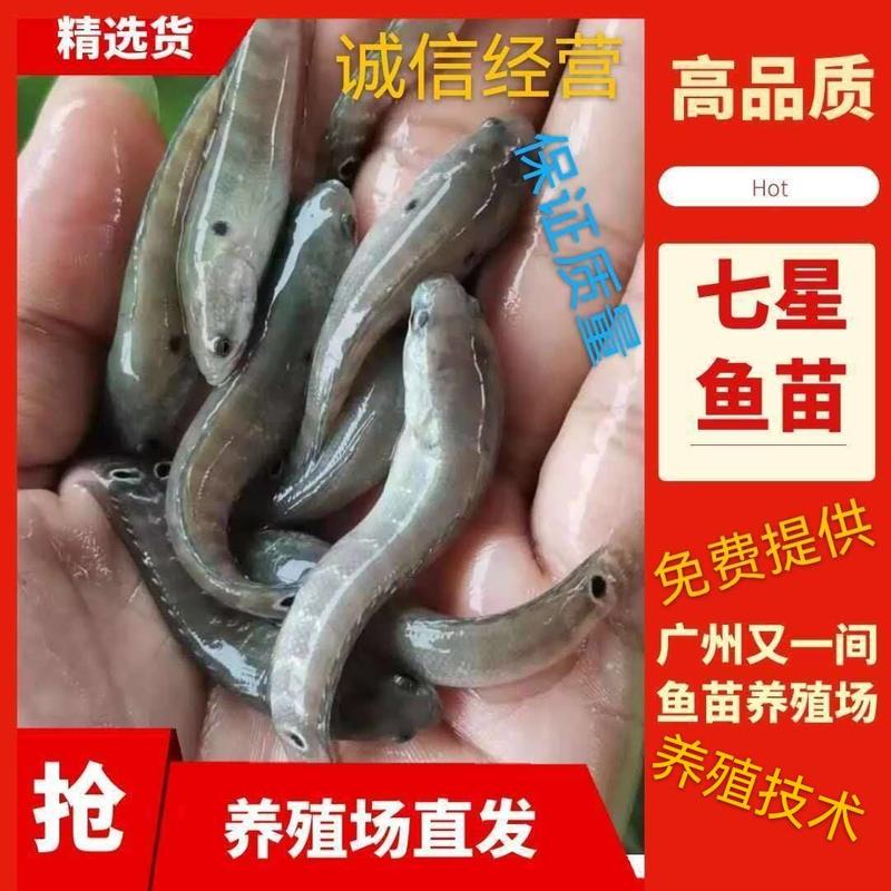 广州又一间鱼苗养殖场大量批发七星鱼苗