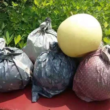 无袋圆黄梨，大量上市，交通便利