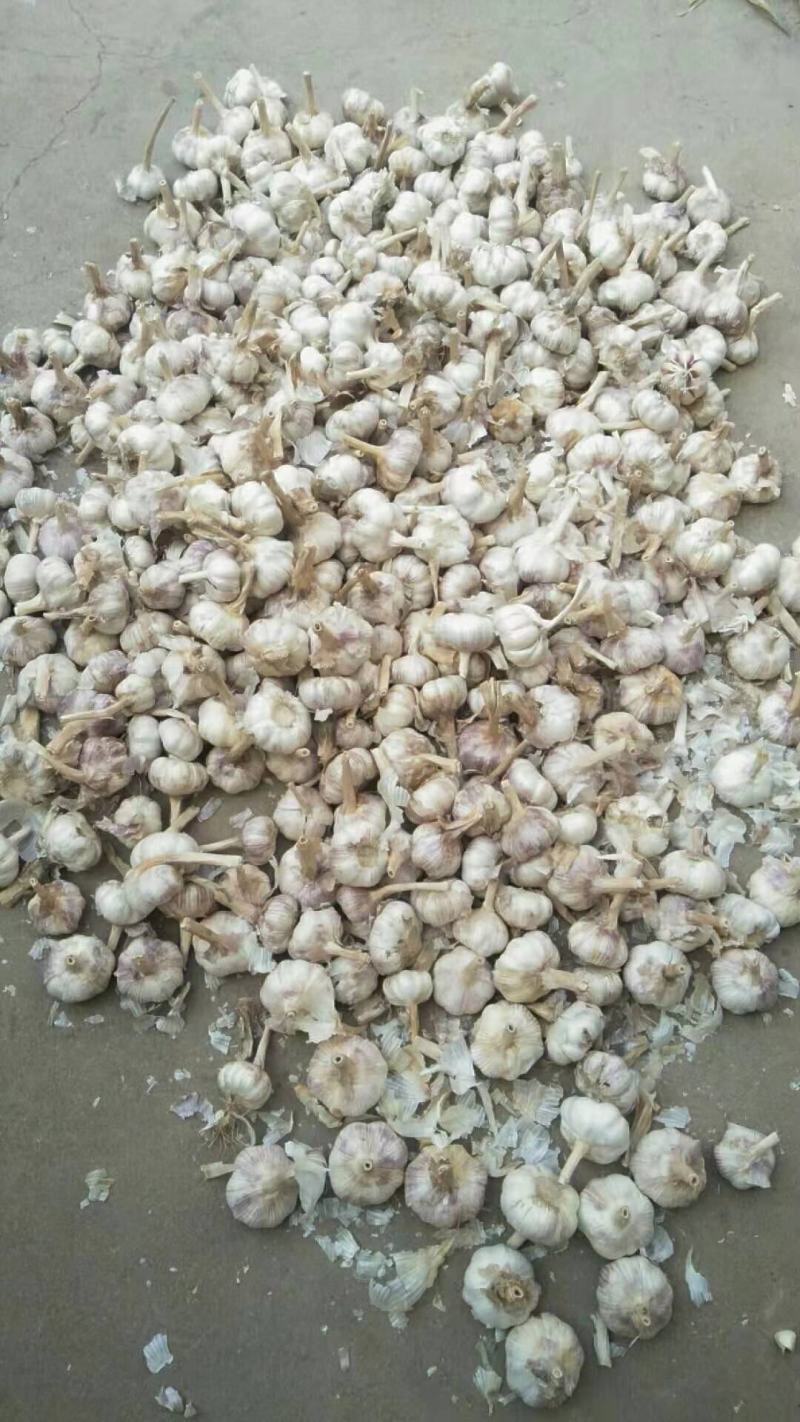 商河白桥大青棵蒜种