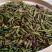 野生芽苞茶叶