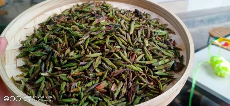 野生芽苞茶叶