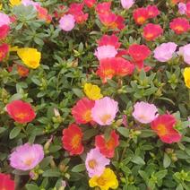 双色盆太阳花，俗称晒不死，耐旱耐高温，花开多色基地大量供