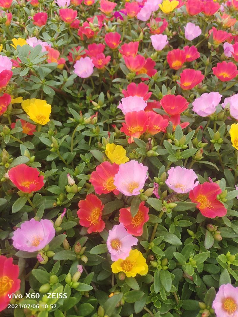 双色盆太阳花，俗称晒不死，耐旱耐高温，花开多色基地大量供