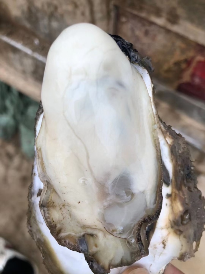 湛江生蚝台山生蚝牡蛎海蛎子95斤装批发