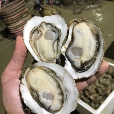 湛江生蚝台山生蚝牡蛎海蛎子95斤装批发