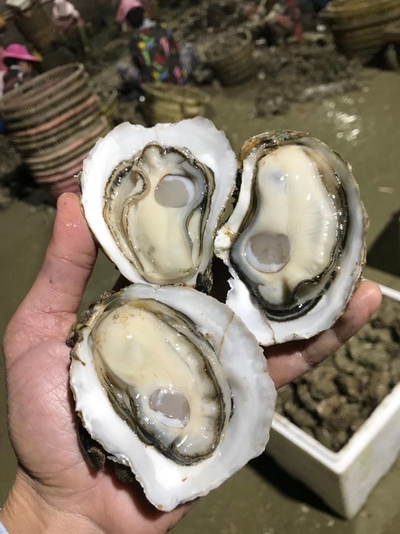 湛江生蚝台山生蚝牡蛎海蛎子95斤装批发