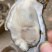 湛江生蚝台山生蚝牡蛎海蛎子95斤装批发