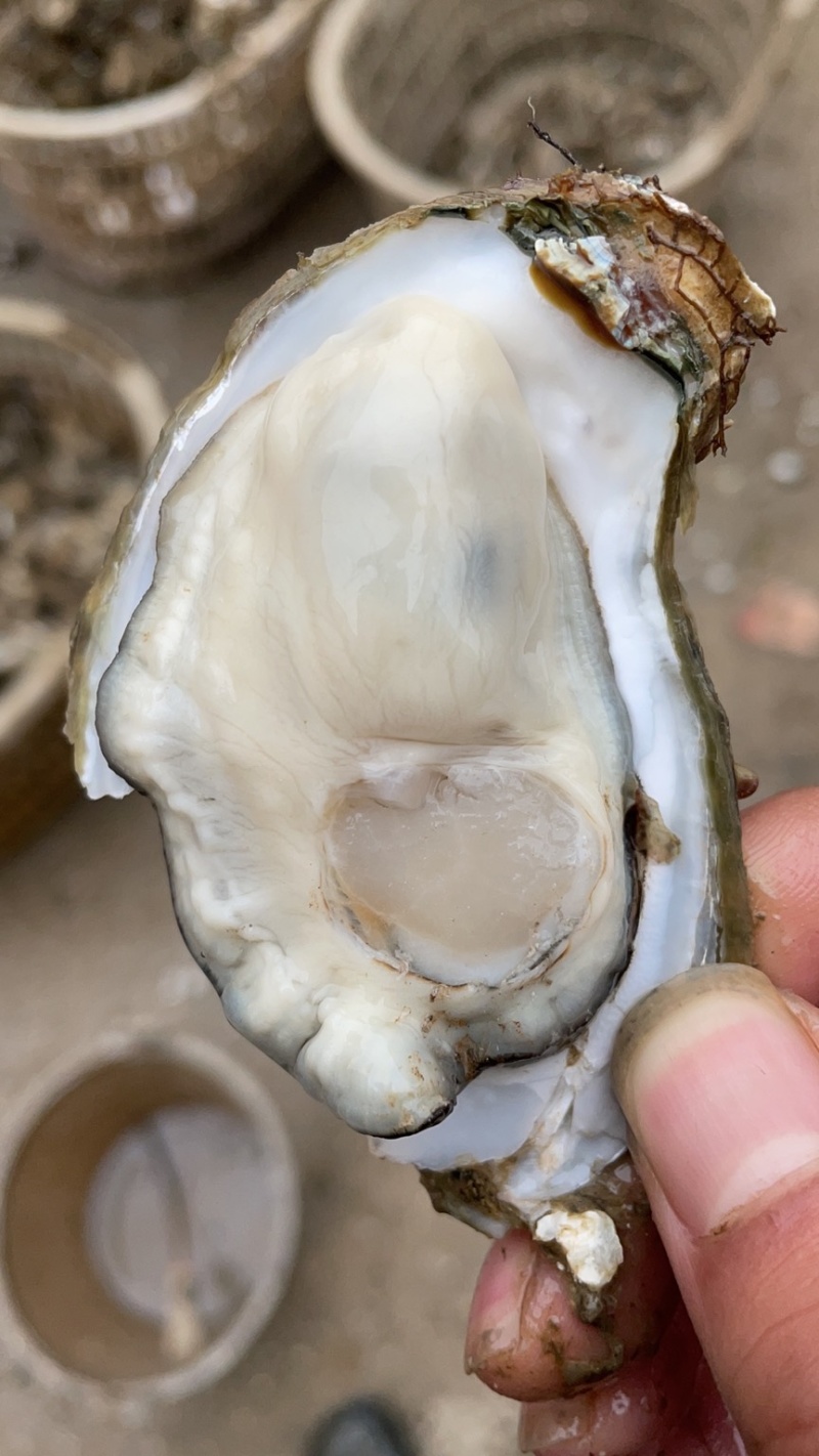 湛江生蚝台山生蚝牡蛎海蛎子95斤装批发