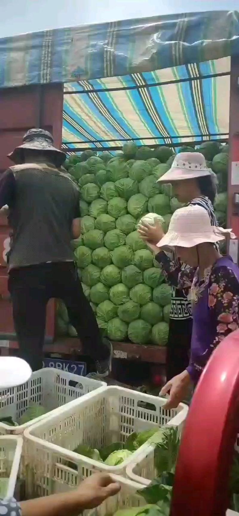 张家口草沟堡乡大白菜，矮颗4～6斤，产地发货咨询。