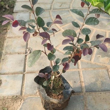青州学起花卉,红花檵木,基地直销可视频看货
