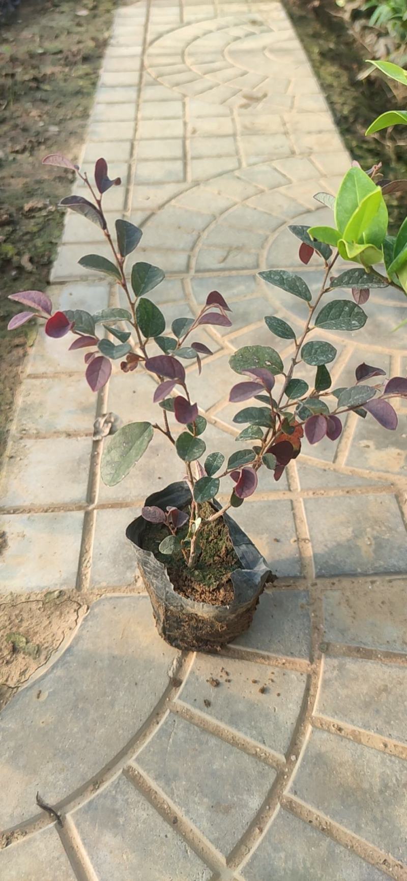 青州学起花卉，红花檵木，基地直销可视频看货