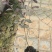 青州学起花卉,红花檵木,基地直销可视频看货