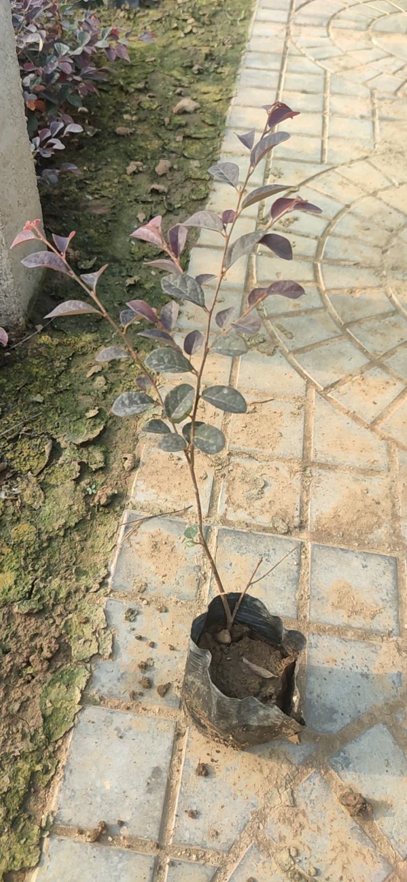 青州学起花卉，红花檵木，基地直销可视频看货