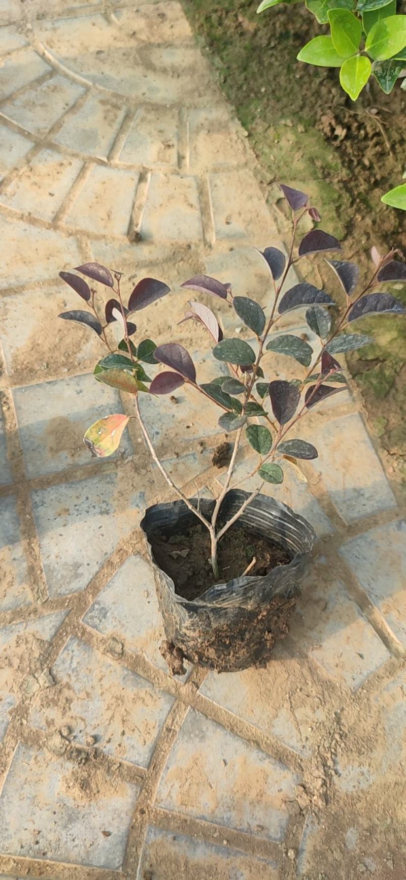 青州学起花卉，红花檵木，基地直销可视频看货