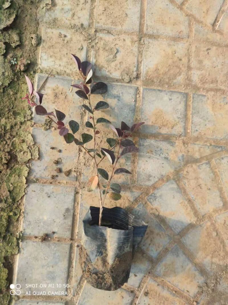 青州学起花卉，红花檵木，基地直销可视频看货
