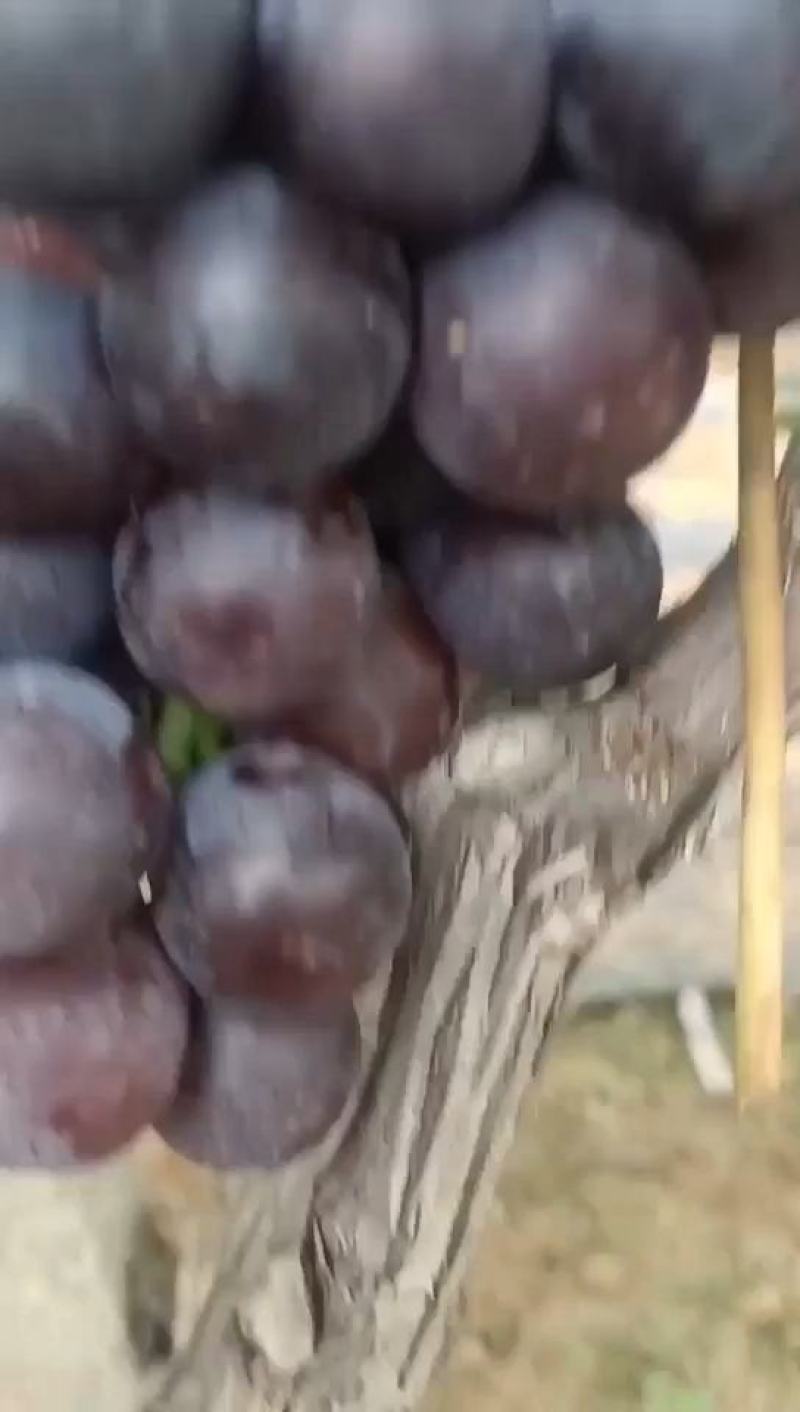 巨峰葡萄产地直销直供一手货源质量好合作共赢