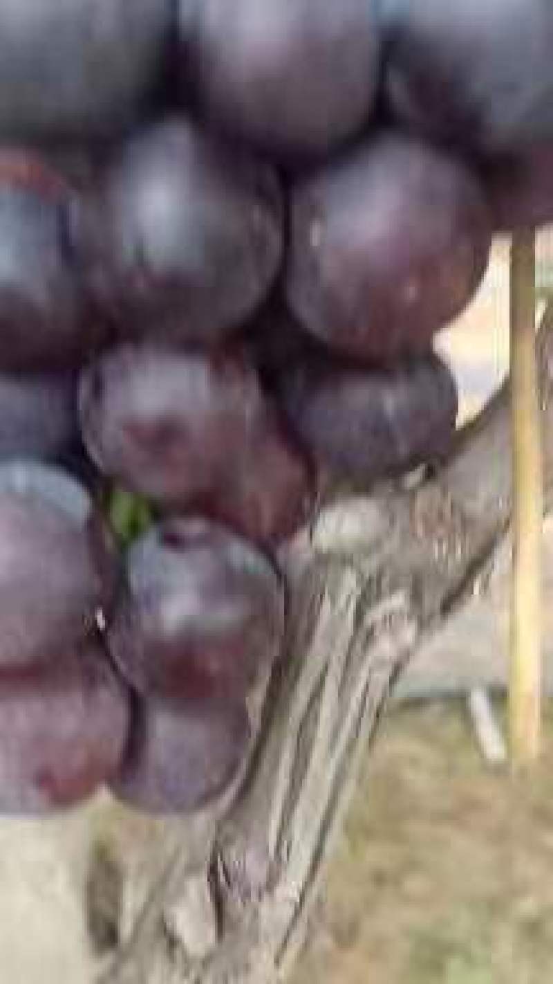 巨峰葡萄产地直销直供一手货源质量好合作共赢