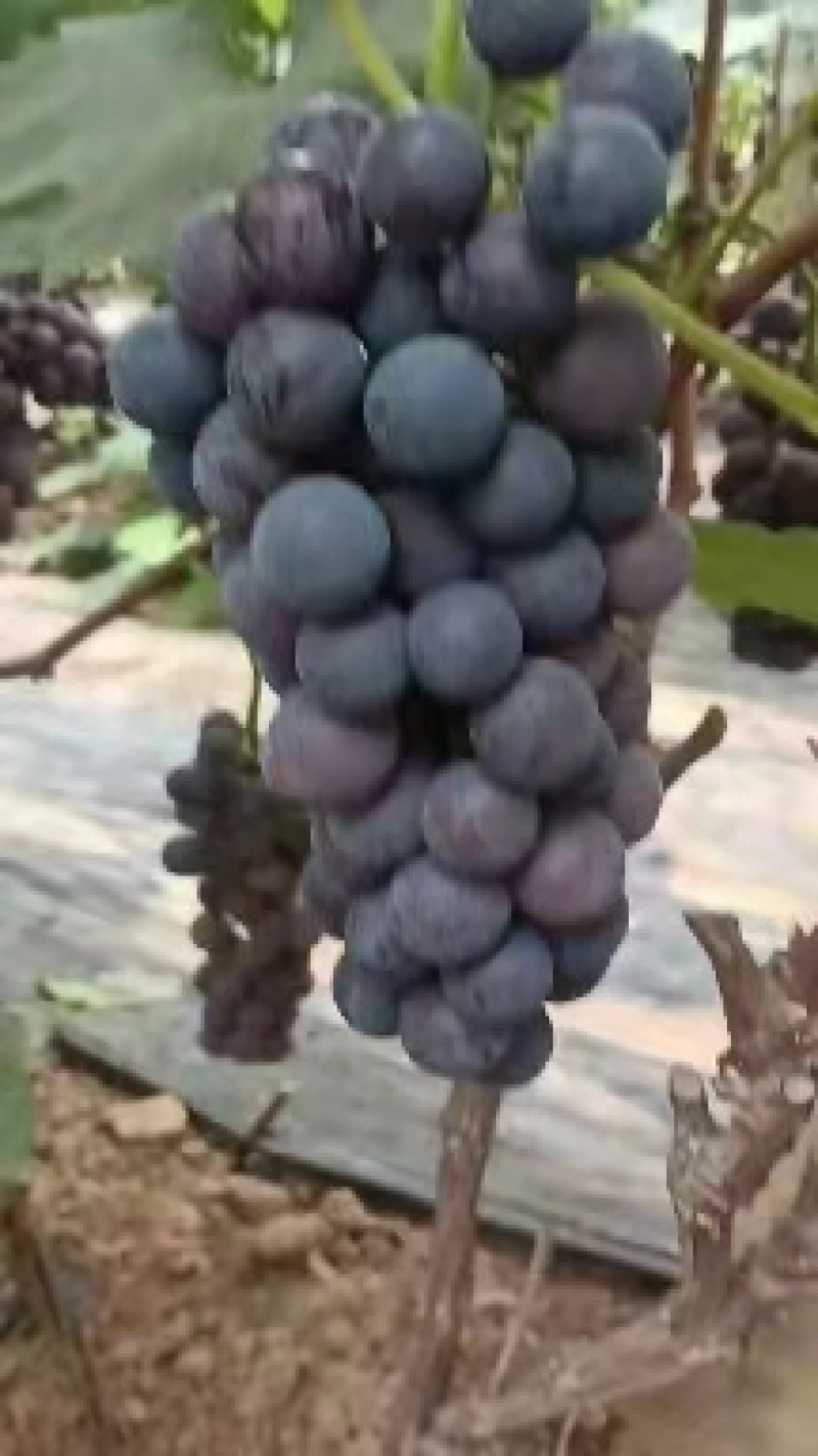 巨峰葡萄产地直销直供一手货源质量好合作共赢
