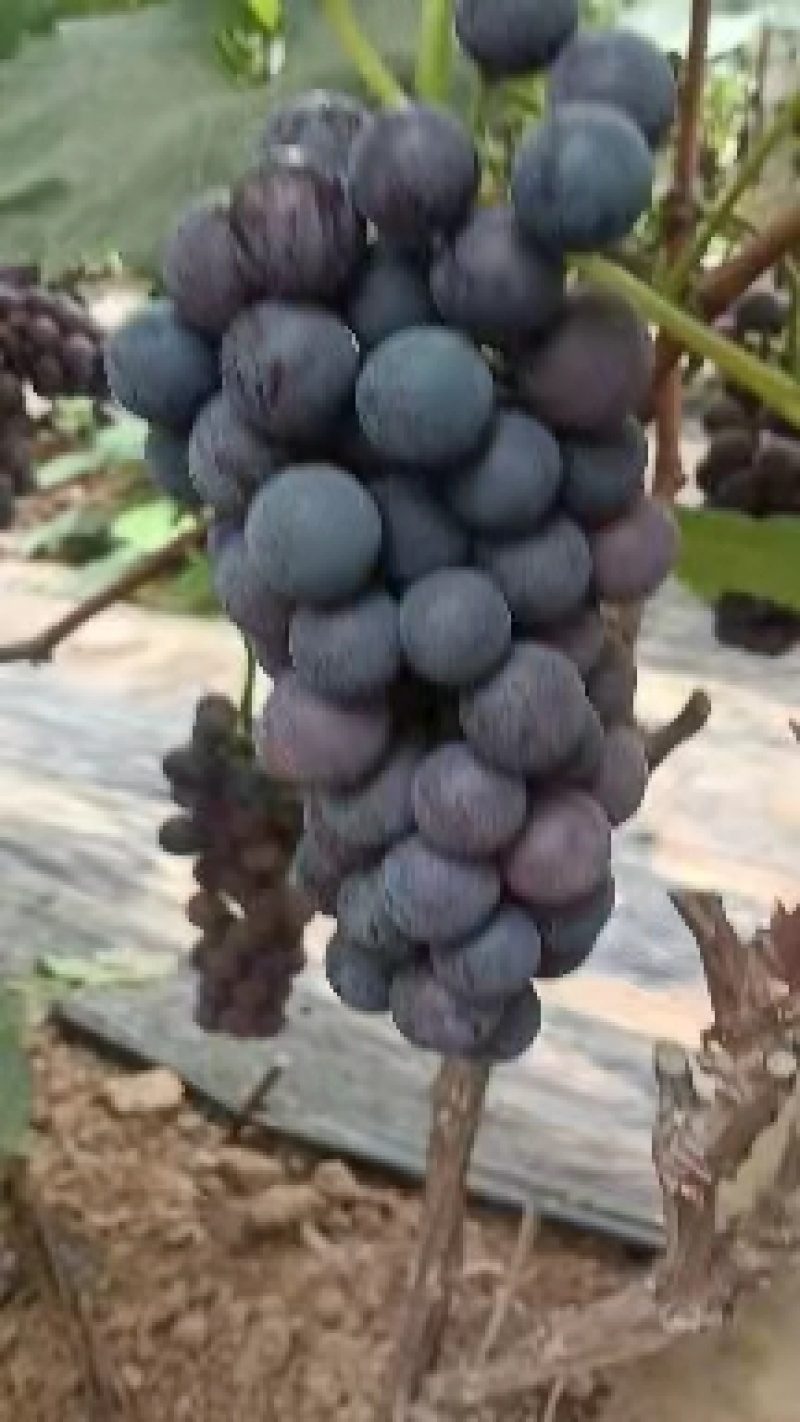 巨峰葡萄产地直销直供一手货源质量好合作共赢