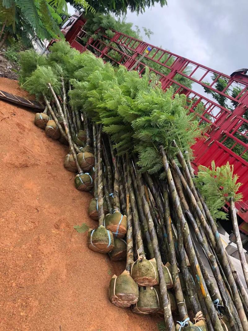 大量供应云南蓝花楹5-8-10-12-15-18-20分