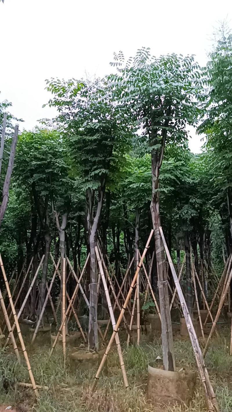 大量供应美丽异木棉10-12-15-18-20分