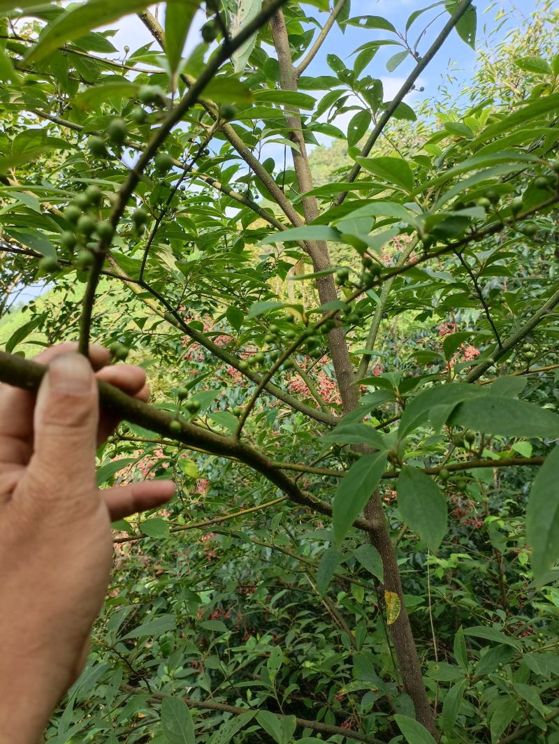 去壳去皮木姜子山苍子