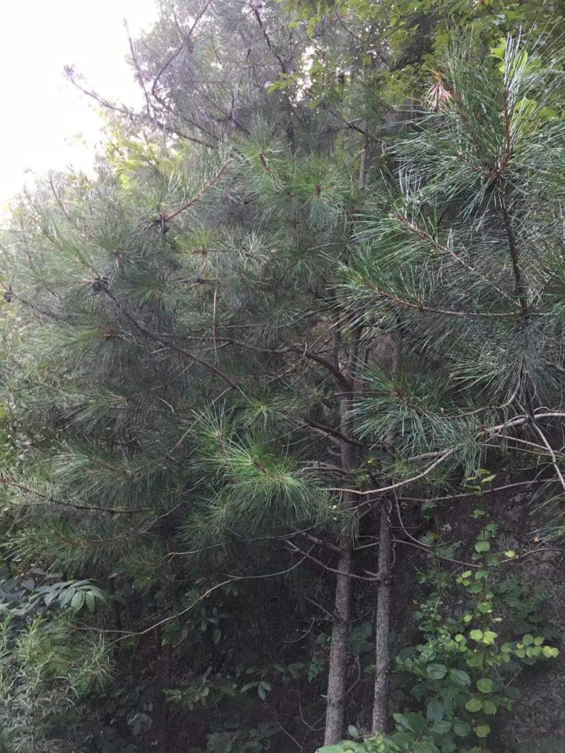 大量出售松针