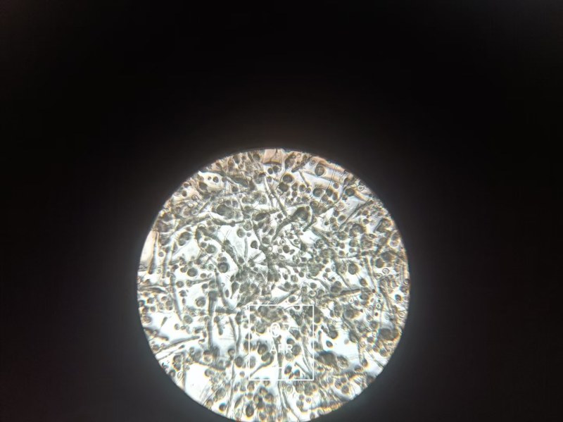 翠冠梨花粉，晚秋黄梨花粉，金顶梨花粉，红香酥梨花粉，元黄