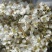 翠冠梨花粉，晚秋黄梨花粉，金顶梨花粉，红香酥梨花粉，元黄