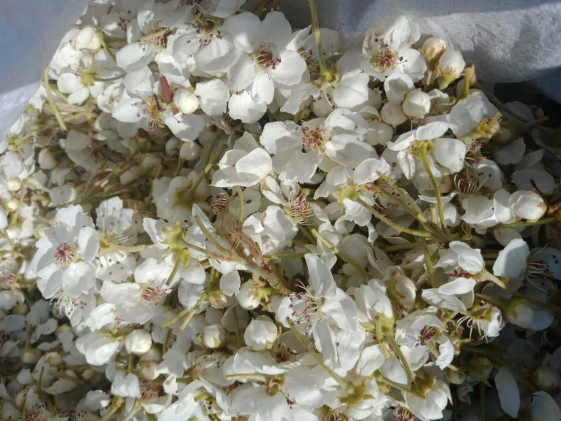 翠冠梨花粉，晚秋黄梨花粉，金顶梨花粉，红香酥梨花粉，元黄
