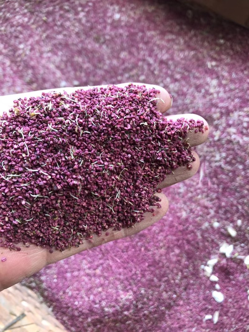 翠冠梨花粉，晚秋黄梨花粉，金顶梨花粉，红香酥梨花粉，元黄