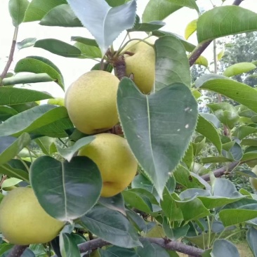 黄金梨